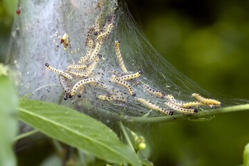 Pfaffenhtchen-Gespinstmotten in ihrem Gespinst