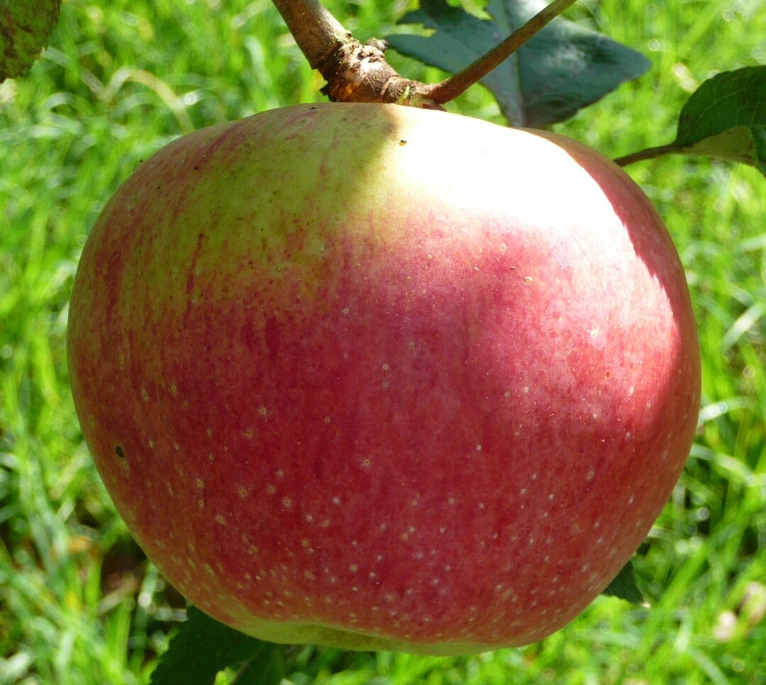 Die Früchte sind ab Ende September Pflückreif