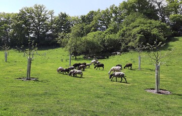 Mit Schafen beweidete Streuobstwiese mit neu gepflanzten und vor Verbiss geschtzten Hochstmmen.
