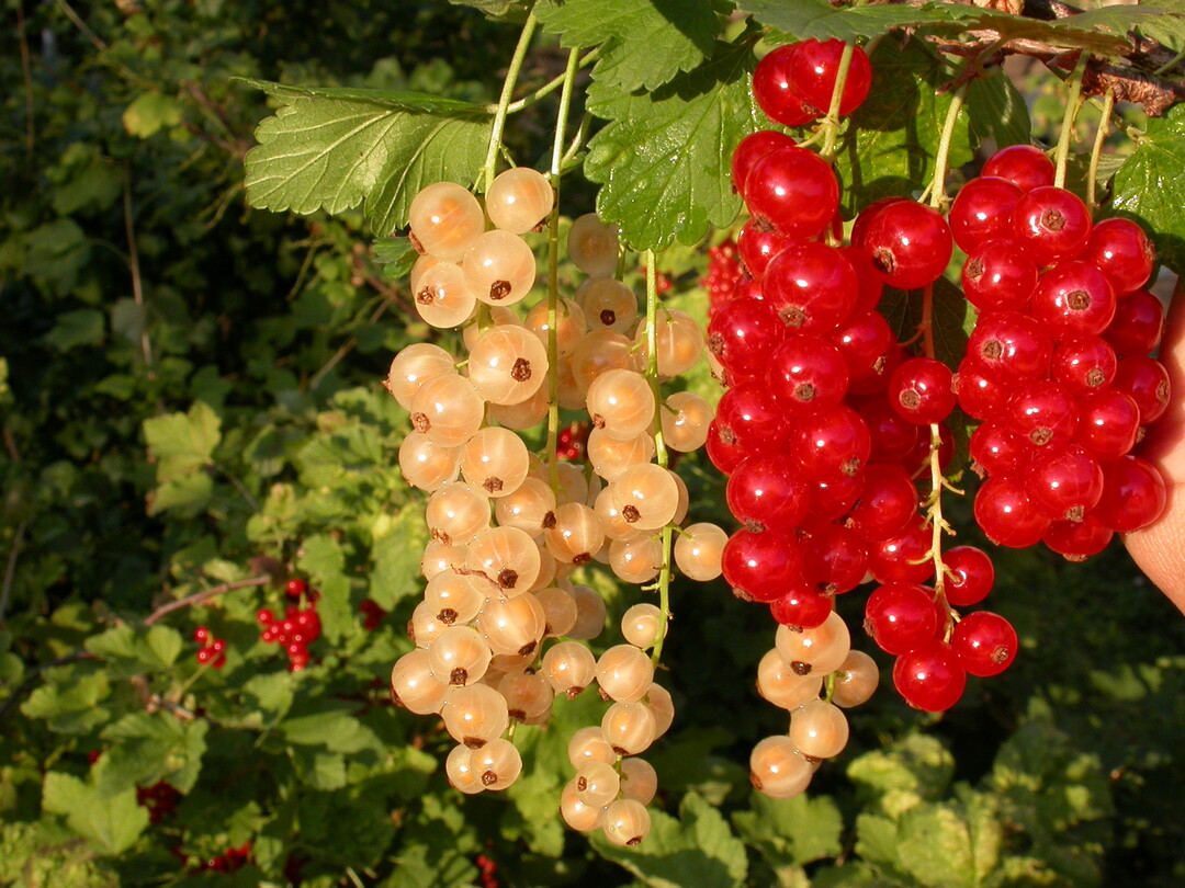 Ein Schwerpunkt bei den Vorträgen lag auf dem Anbau von Johannisbeeren