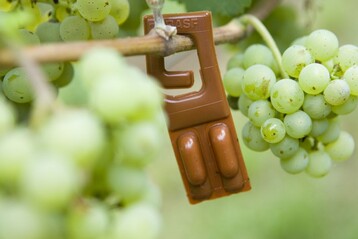 ko-Winzer setzen auf biologischen Pflanzenschutz (hier ein Pheromon-Dispenser)