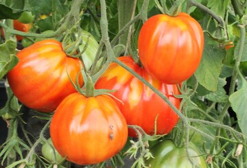 Die Tomaten im Gewchshaus wachsen am Vormittag