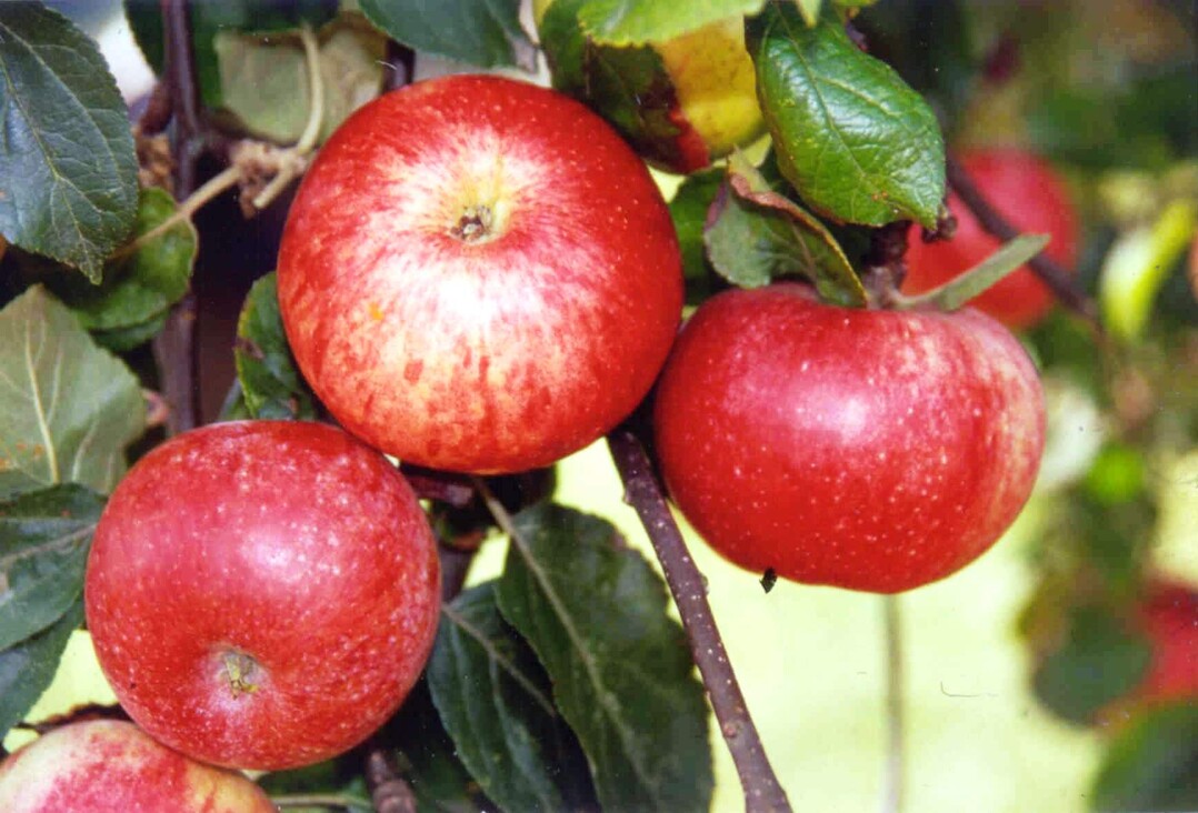 Der "Luikenapfel" ist neuer Passagier in der „Arche des Geschmacks“