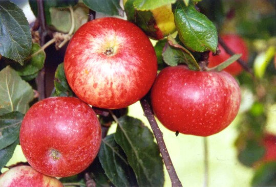 Der "Luikenapfel" ist neuer Passagier in der Arche des Geschmacks