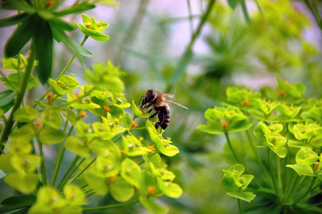 Bienen können durch Pollen oder Nektar geringe Pflanzenschutzmittel-Rückstände aufnehmen.