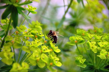 Neues Konzept zum landesweiten Insektenmonitoring