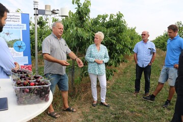 von links: Manfred Seidel, Betriebsleiter der Mrkischen Obstbau GmbH, (links) erlutert in seiner Kirschenanlage die aktuellen Probleme der Produzenten in Brandenburg, Brandenburgs Agrar- und Umweltstaatssekretrin Carolin Schilde, Obstbauberater Manfred Lindicke und Jrg Seidel
