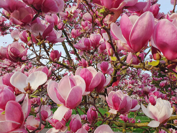 Eine ppige Magnolienblte ist stets ein Hingucker