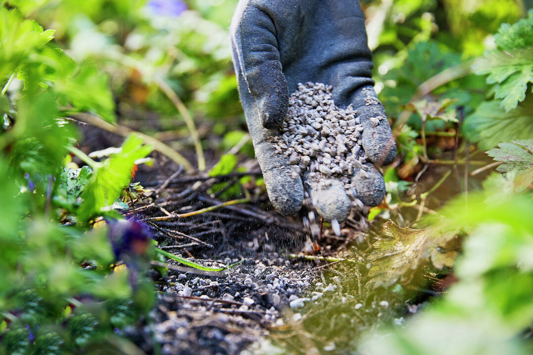 Viele organische Dnger werden als Pellets angeboten
