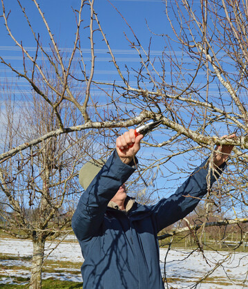 Der Baumschnitt gehrt zu den klassischen Winterarbeiten bei der Obstbaumpflege.