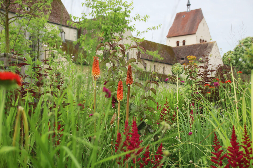 Die zeitgenössischen Staudenbeete greifen die Farben des gotischen Chors im Münster St. Maria und Markus auf der Reichenau auf