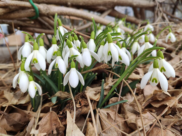 Aufgaben im winterlichen Ziergarten: Schneeglckchen und Mrzenbecher knnen im Februar geteilt werden.