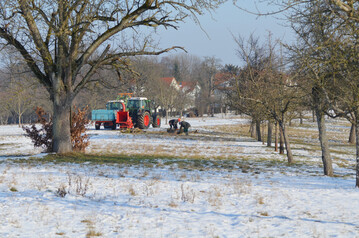 Bume werden auf der Streuobstwiese gefllt.
