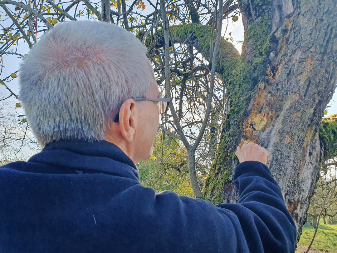 Dr. Hinrichs-Berger nimmt Proben an einem Apfelstamm
