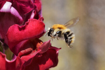 Insekten wie diese Ackerhummel machen Gerusche, die in Zukunft zur Erkennung dienen knnten