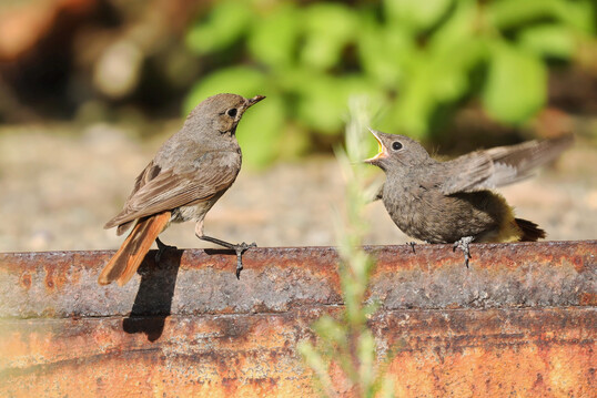 Der Hausrotschwanz wurde zum Vogel des Jahres 2025 gewhlt