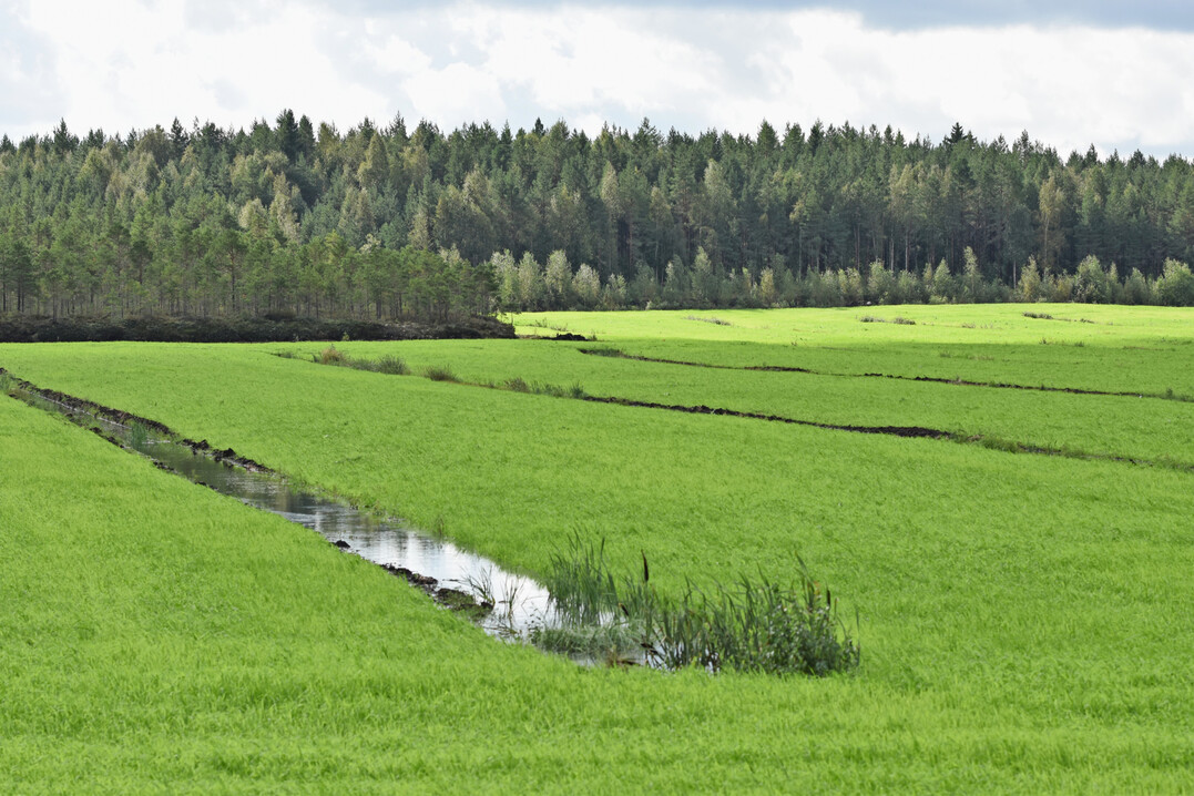 Ein Feld mit noch jungen Rohrglanzgras-Pflanzen