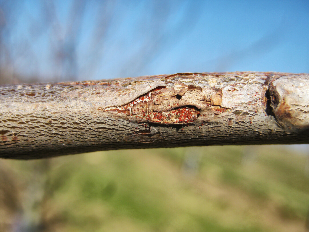 Wintereier der Obstbaumspinnmilbe, gut geschützt in einem Rindenriss