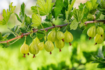 Wer so schne Stachelbeeren ernten mchte, sollte im Mrz den Schnitt der Pflanzen zgig abschlieen, bevor sie austreiben. Zu spter Schnitt zehrt an der Wuchskraft. 