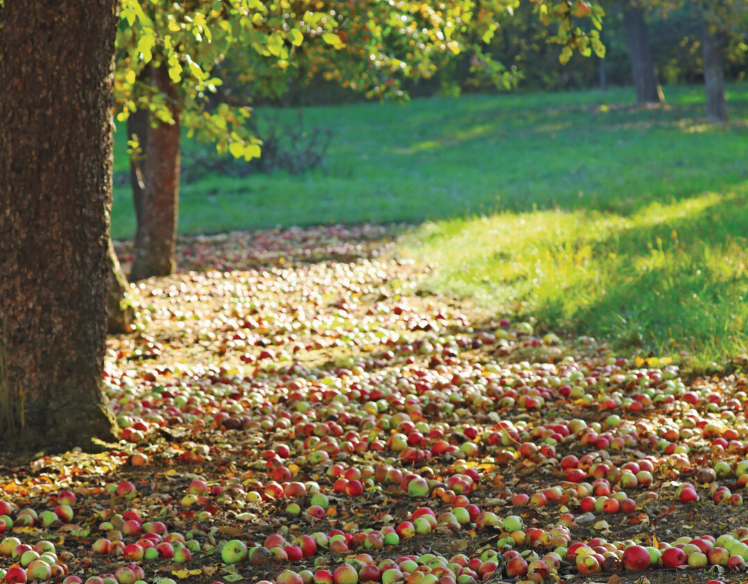 Fallobst unter Apfelbumen auf einer Streuobstwiese