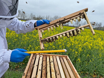 Probennahme von Bienenkniginnen im Rahmen der deutschlandweiten Nutribee-Erhebung des Julius-Khn-Instituts