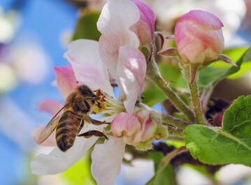 Biene sammelt Pollen auf Apfelblte