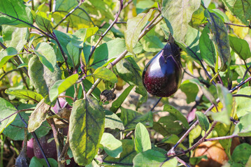 Die Aubergine Tschechische Frhe gedeiht auch in weniger optimalen Lagen im Freiland
