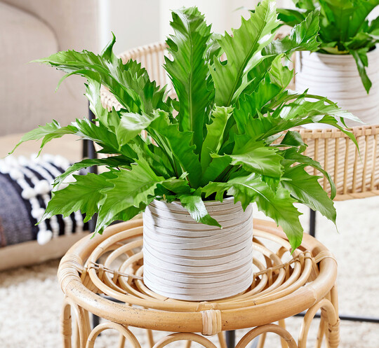 Asplenium Gioia