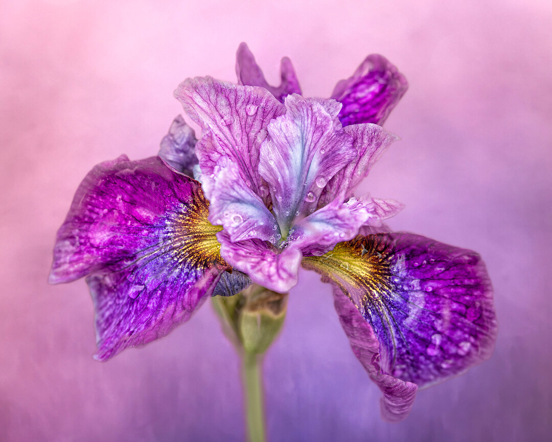 Amethyst Tears, The Beauty of Plants, 1. Platz