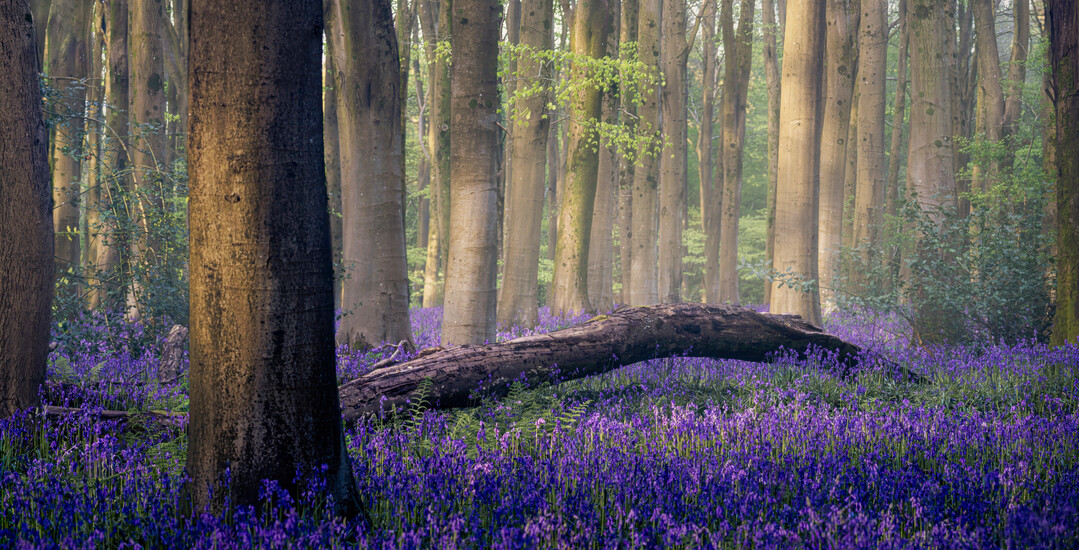 Fallen Tree Amongst the Bluebells, Wildflower Landscapes, 3. Platz 
