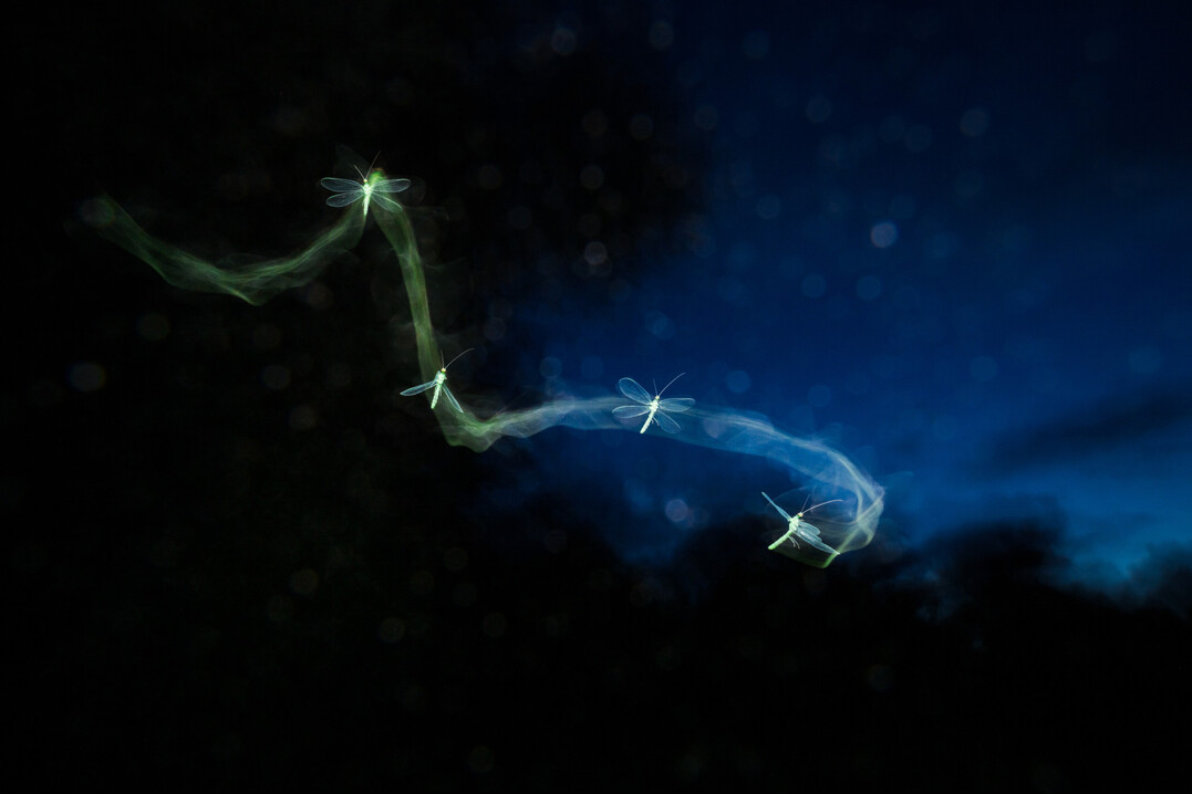 Stardust, Wildlife in the Garden, Finalist