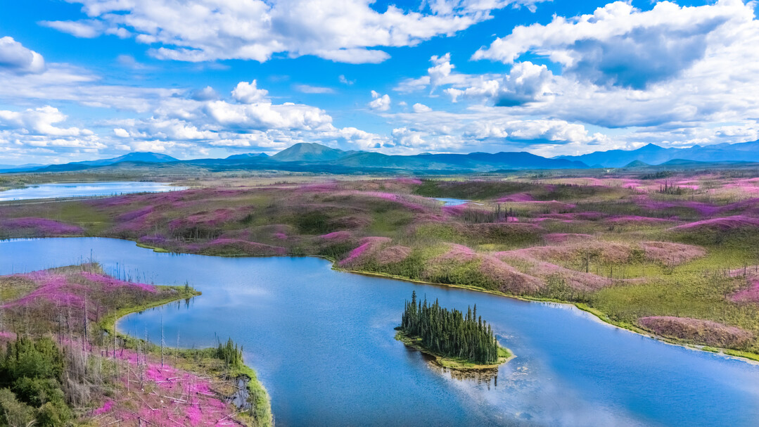 New Life: The Fireweed Kingdom, Plants & Planet, Finalist