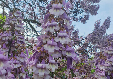 Blauglockenbaum Paulownia