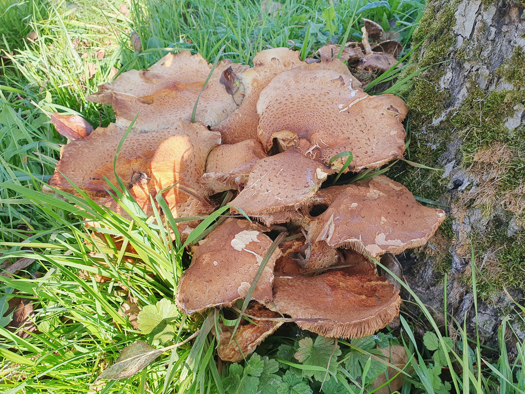 Fruchtkrper des Sparrigen Schpplings an einem Apfelbaum 