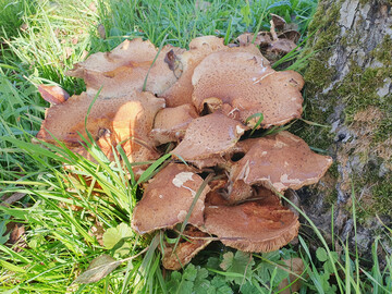 Fruchtkrper des Sparrigen Schpplings an einem Apfelbaum 