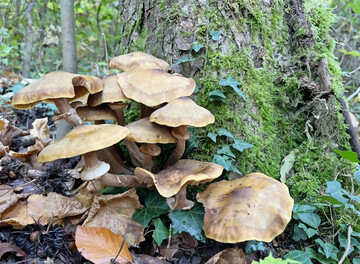 Die gelbbraunen Fruchtkrper des Hallimaschs mit ihren weilichbraunen Lamellen und einem Ring am Stiel wachsen in Horsten