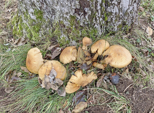 Den Sparrigen Schüppling findet man vor allem im Herbst auf der Obstwiese. Seine Stiele besitzen keinen oder einen häutigen Ring