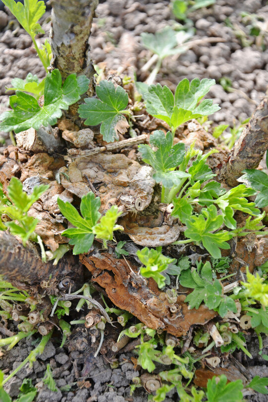 Die Fruchtkörper des Stachelbeer-Feuerschwamms treten an Stachelbeeren, anderen Ribesarten und dem Pfaffenhütchen auf