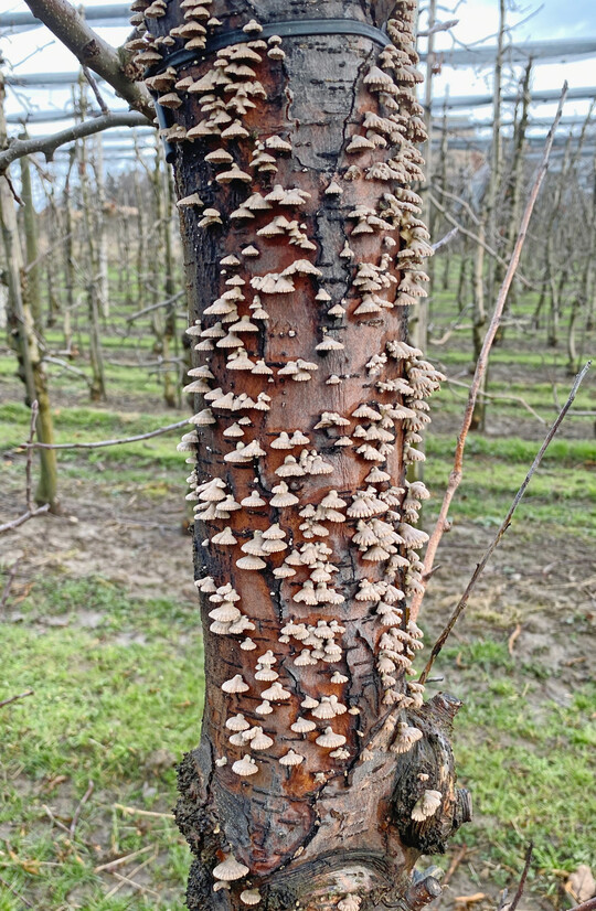 Der Spaltblättling kann erst Fuß fassen, wenn die Borke bereits vorgeschädigt ist – z. B. durch Diplodia-Rindenbrand