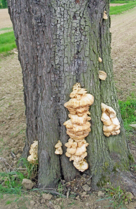 Von Mai bis September fallen die gelb-orangen Fruchtkörper des Gemeinen Schwefelporlings
ins Auge