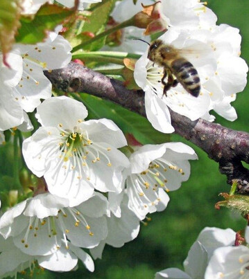 Im April ist die Zeit des Austriebes und der Blte. Nun sind Nhrstoffgaben und Bestuber fr die Entwicklung vieler Frchte wichtig.