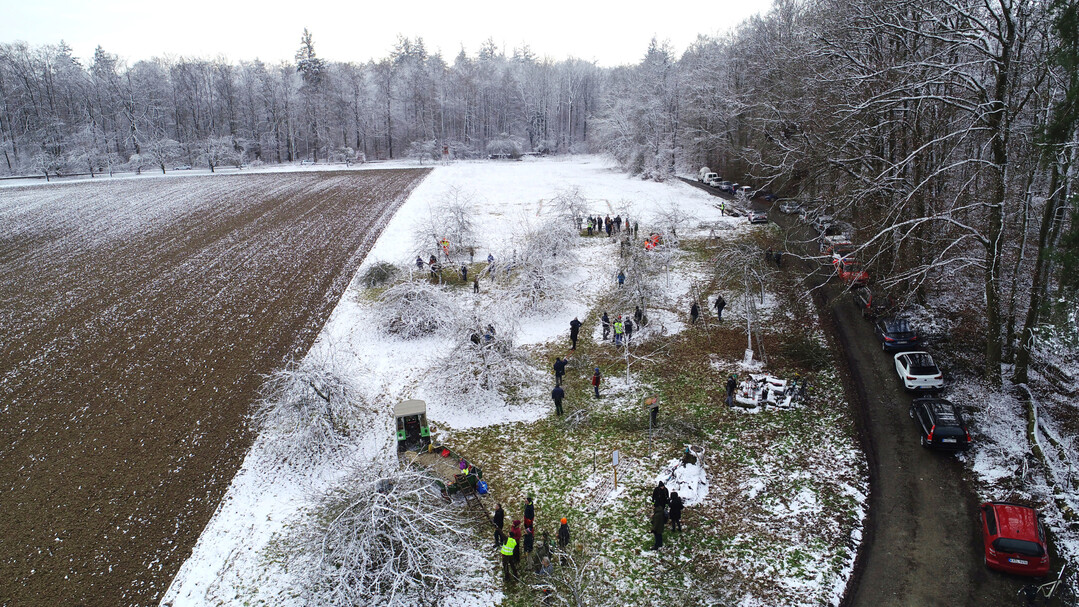 Der Bezirks-Obst- und Gartenbauverein (OGV) Bruchsal e.V. setzt sich fr die fachgerechte Pflege regionaler Streuobstwiesen ein