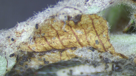 Skelletierfra an jungem Blatt durch die Apfelbaumgespinstmotte