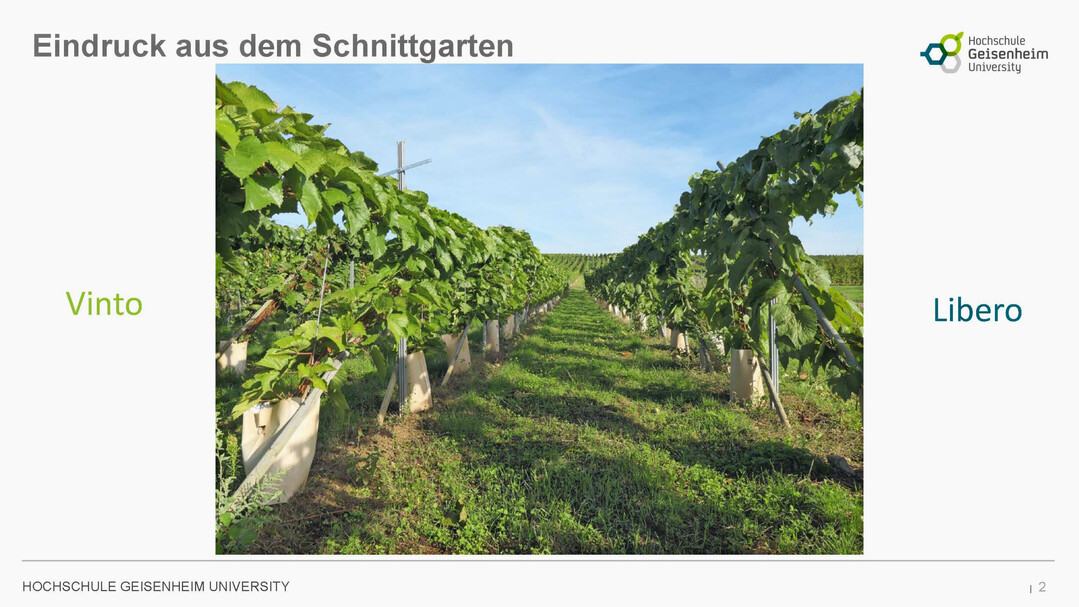 Eindruck aus dem Schnittgarten  links Vinto, rechts Libero