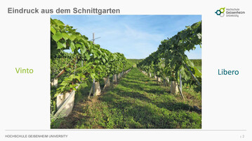 Eindruck aus dem Schnittgarten  links Vinto, rechts Libero