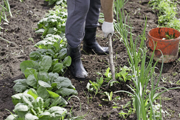 Mnner verbringen etwas mehr Zeit mit Gartenarbeit als Frauen