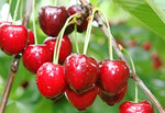 Kirschen sind ein beliebtes Obst in Deutschland