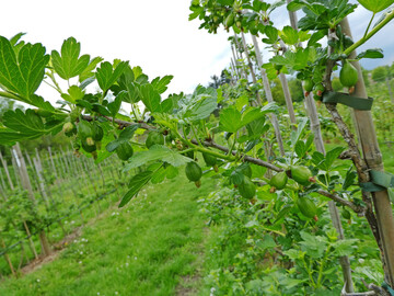 Die schnsten Stachelbeeren entwickeln sich freihngend am einjhrigen Holz.