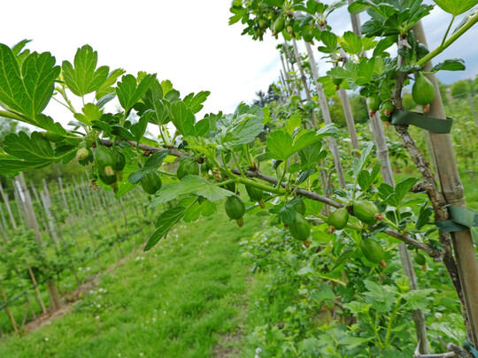 Die schnsten Stachelbeeren entwickeln sich freihngend am einjhrigen Holz.
