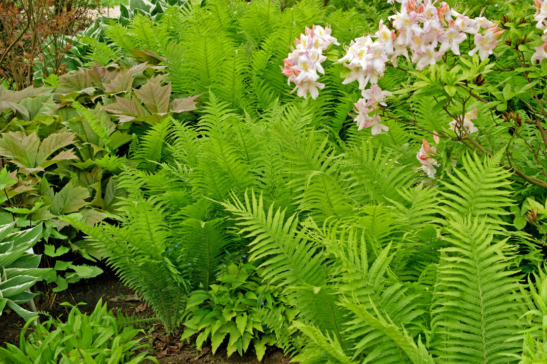 Sommergrne Rhododendron-Hybriden unterscheiden sich in ihrer Wuchsform von den klassischen immergrnen Rhododendren. Sie wachsen viel lockerer und unregelmiger.